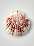 salty Seashell Pendant