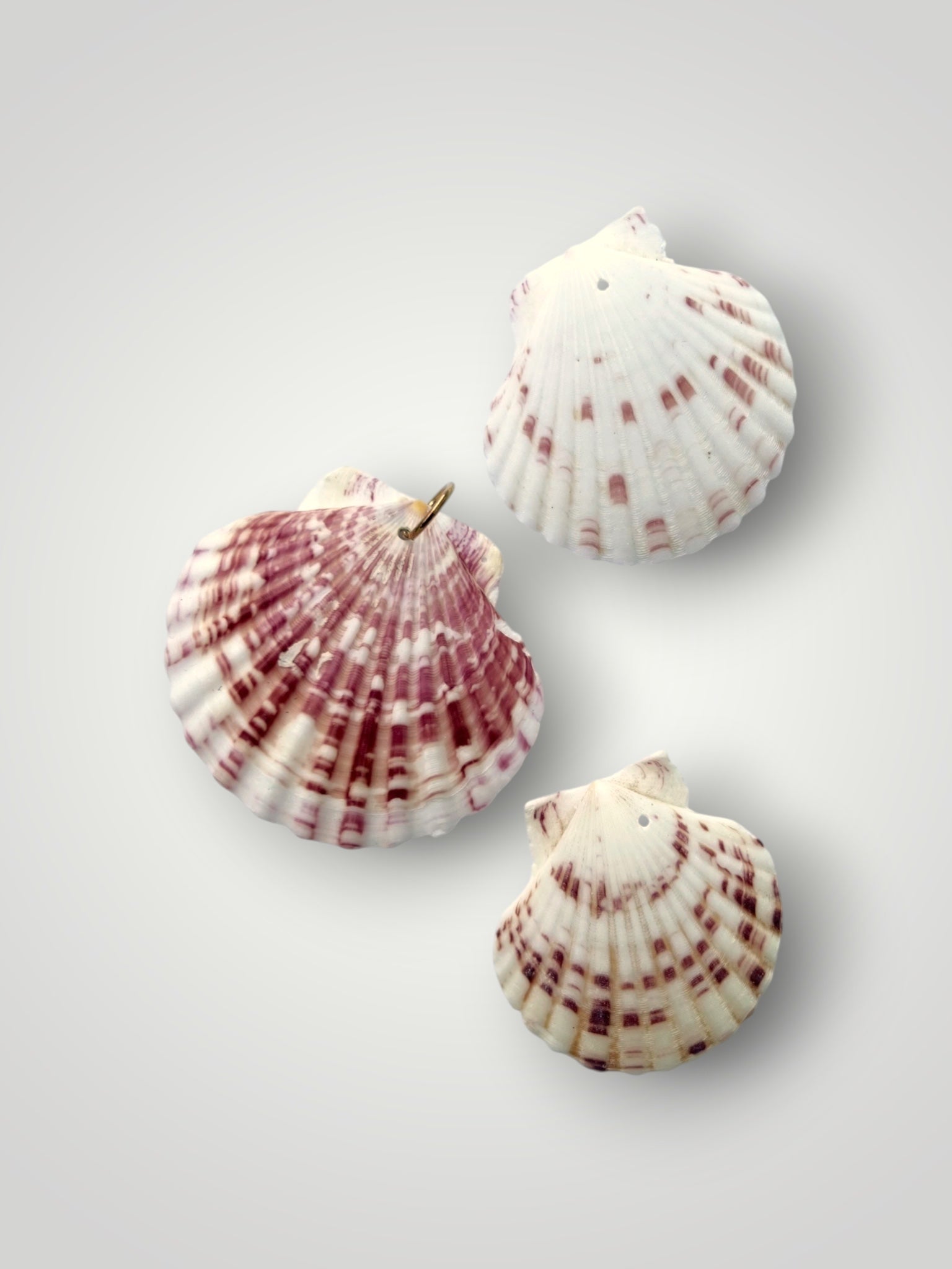 salty Seashell Pendant